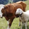 اموزش  تخصصی پرورش گاو و گوسفند