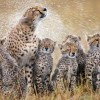تور آفریقای جنوبی