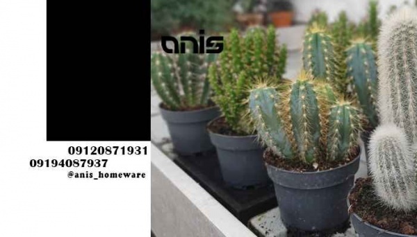 خرید گلدان پلاستیکی ارزان گلخانه ای با قیمت مناسب