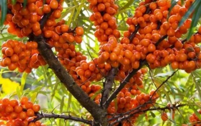 دانستنی هایی درباره درخت خولان دریا یا سنجد تلخ